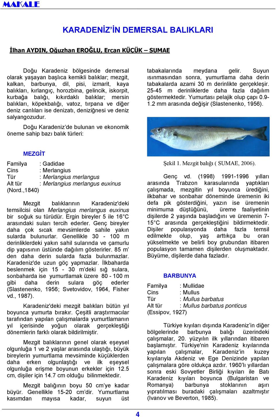 deniziğnesi ve deniz salyangozudur. Doğu Karadeniz de bulunan ve ekonomik öneme sahip bazı balık türleri: tabakalarında meydana gelir.