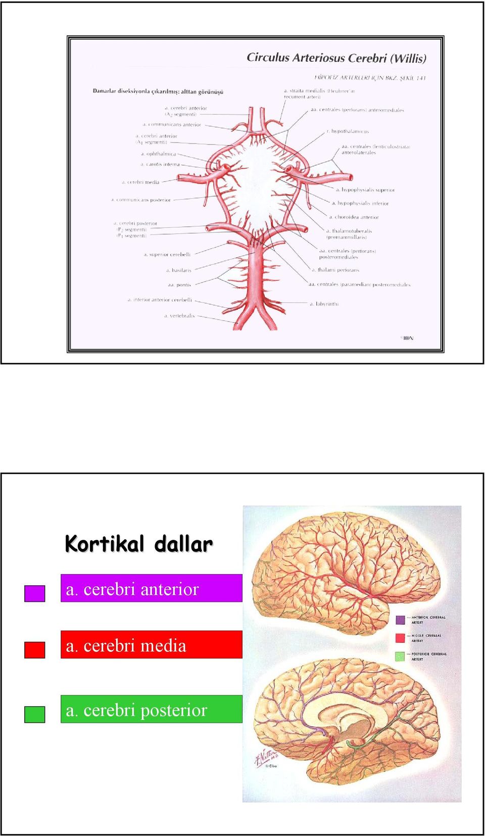 cerebri media a.