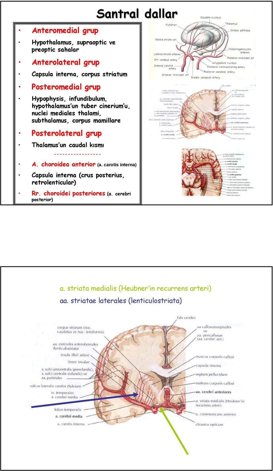 ThalamusÆun caudal ksm ----------------- ò A. choroidea anterior (a. carotis interna) ò Capsula interna (crus posterius, retrolenticular) ò Rr.
