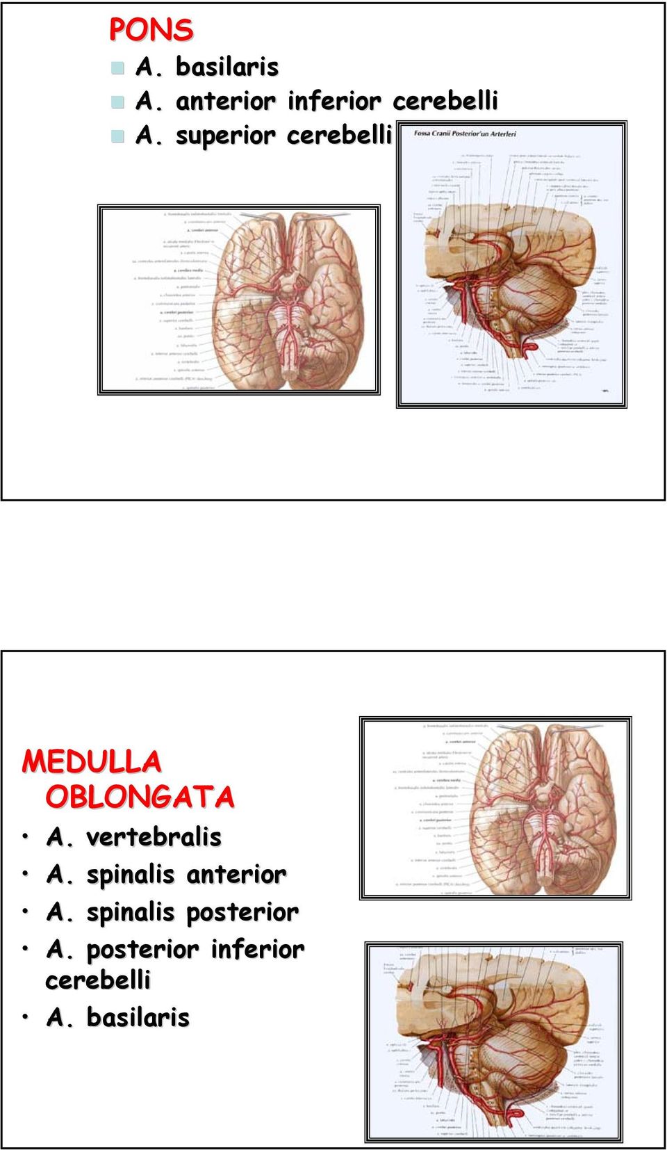 superior cerebelli MEDULLA OBLONGATA ò A.