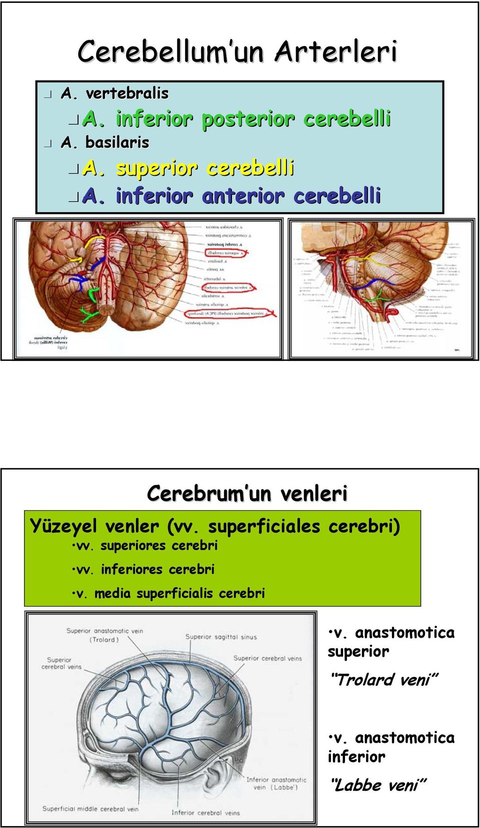 inferior anterior cerebelli CerebrumÆun venleri Y³zeyel venler (vv.