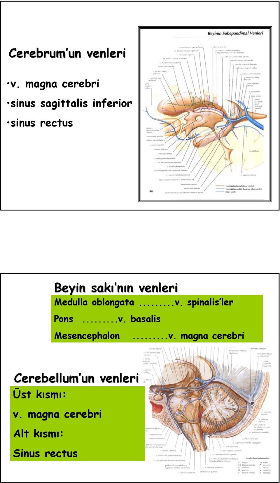 sakænn venleri Medulla oblongata...v. spinalisæler Pons...v. basalis Mesencephalon.