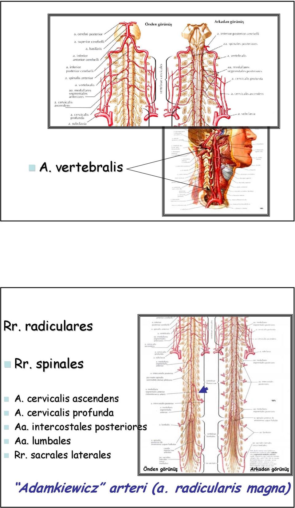 intercostales posteriores ò Aa. lumbales ò Rr.