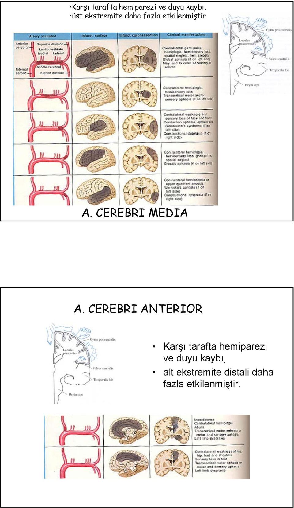 CEREBRI MEDIA A.