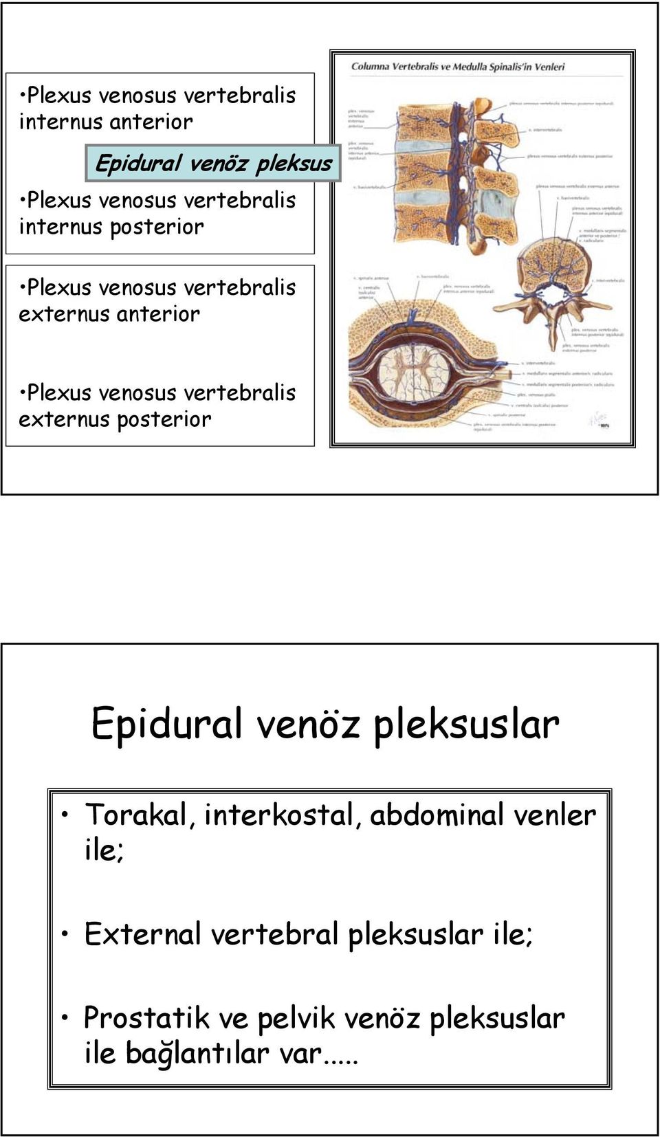 vertebralis externus posterior Epidural venz pleksuslar ò Torakal, interkostal, abdominal