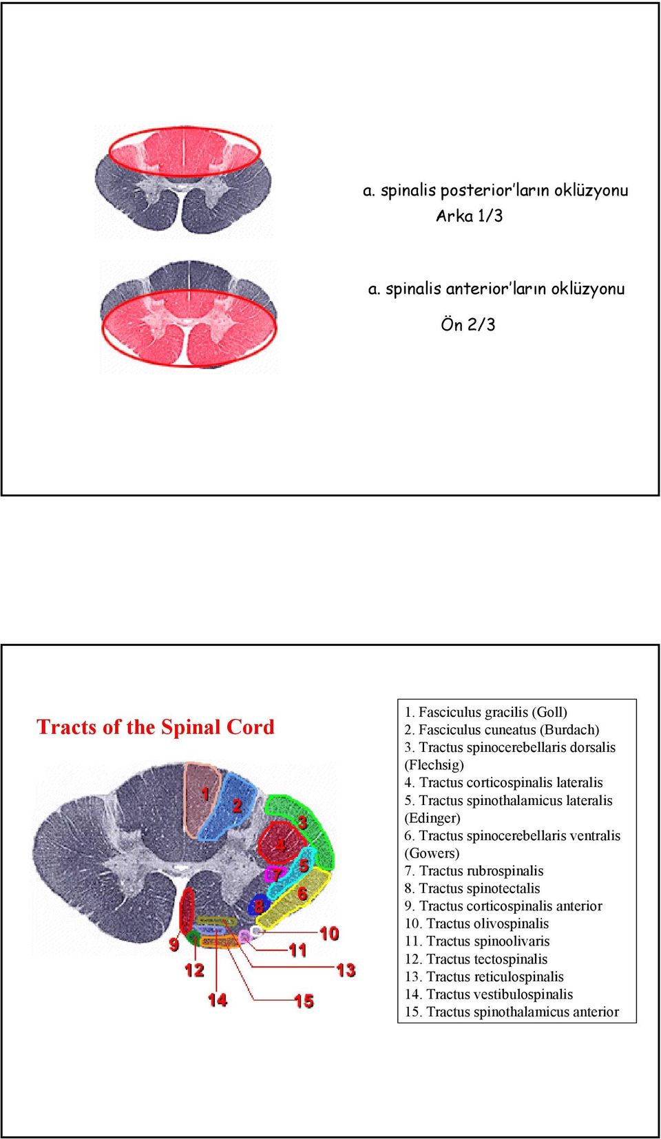 Tractus spinothalamicus lateralis (Edinger) 6. Tractus spinocerebellaris ventralis (Gowers) 7. Tractus rubrospinalis 8. Tractus spinotectalis 9.