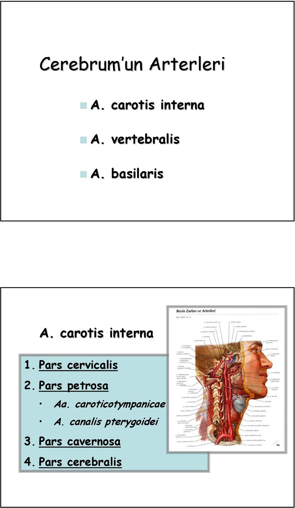 Pars cervicalis 2. Pars petrosa ò Aa.