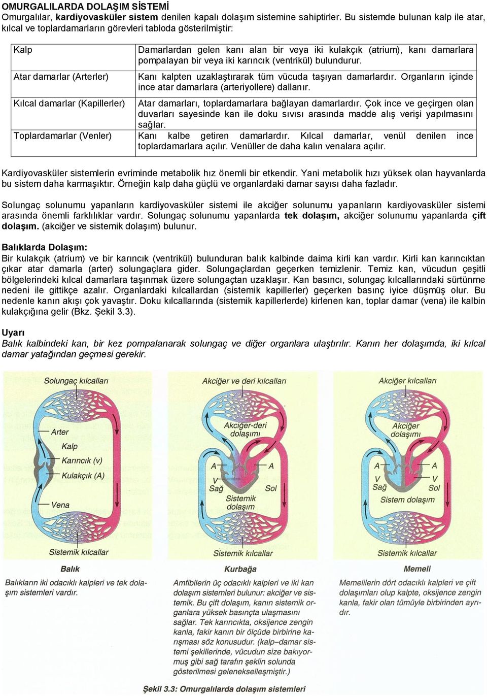 damarlara pompalayan bir veya iki karıncık (ventrikül) bulundurur. Kanı kalpten uzaklaştırarak tüm vücuda taşıyan damarlardır. Organların içinde ince atar damarlara (arteriyollere) dallanır.