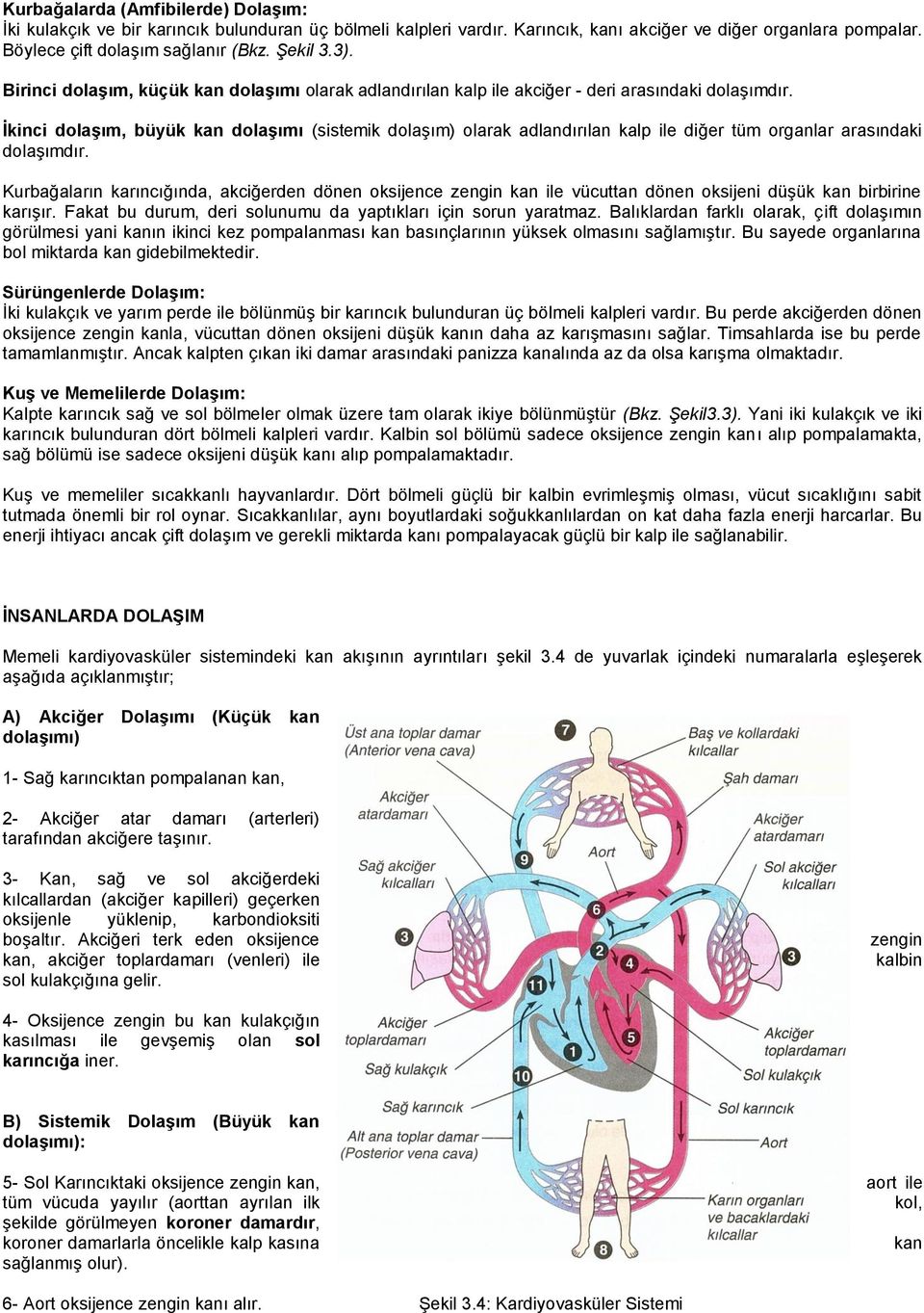 İkinci dolaşım, büyük kan dolaşımı (sistemik dolaşım) olarak adlandırılan kalp ile diğer tüm organlar arasındaki dolaşımdır.