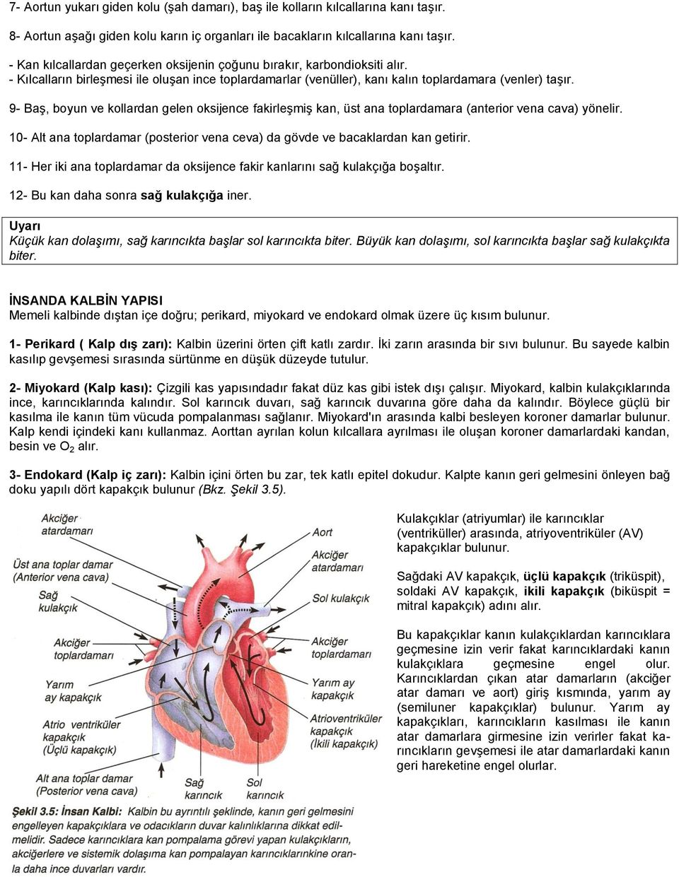 9- Baş, boyun ve kollardan gelen oksijence fakirleşmiş kan, üst ana toplardamara (anterior vena cava) yönelir. 10- Alt ana toplardamar (posterior vena ceva) da gövde ve bacaklardan kan getirir.