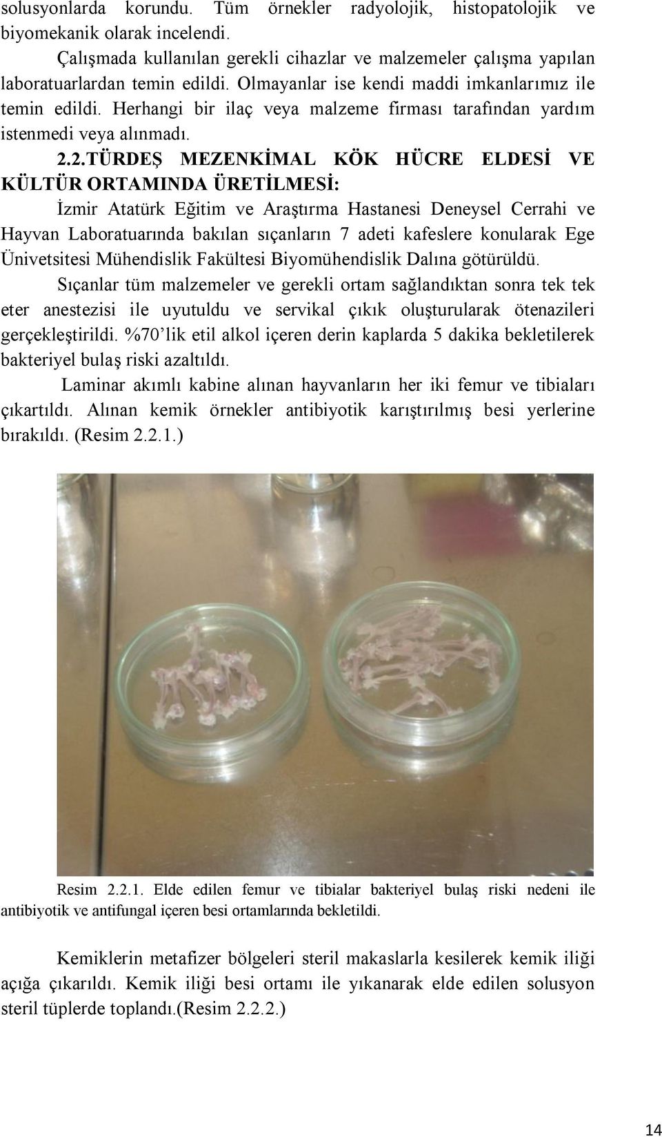 2.TÜRDEŞ MEZENKİMAL KÖK HÜCRE ELDESİ VE KÜLTÜR ORTAMINDA ÜRETİLMESİ: İzmir Atatürk Eğitim ve Araştırma Hastanesi Deneysel Cerrahi ve Hayvan Laboratuarında bakılan sıçanların 7 adeti kafeslere