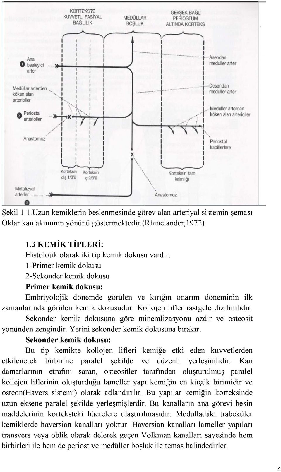 1-Primer kemik dokusu 2-Sekonder kemik dokusu Primer kemik dokusu: Embriyolojik dönemde görülen ve kırığın onarım döneminin ilk zamanlarında görülen kemik dokusudur.