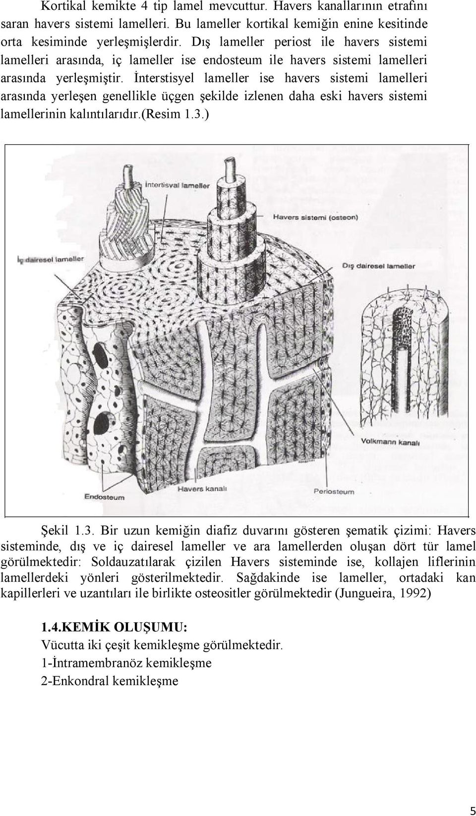 İnterstisyel lameller ise havers sistemi lamelleri arasında yerleşen genellikle üçgen şekilde izlenen daha eski havers sistemi lamellerinin kalıntılarıdır.(resim 1.3.