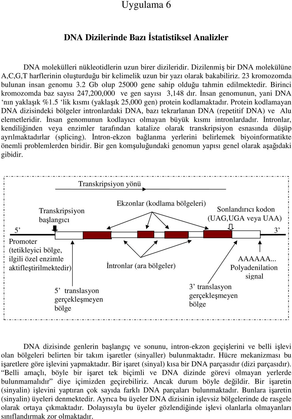 2 Gb olup 25000 gene sahip olduğu tahmin edilmektedir. Birinci kromozomda baz sayısı 247,200,000 ve gen sayısı 3,148 dır. Đnsan genomunun, yani DNA nın yaklaşık %1.