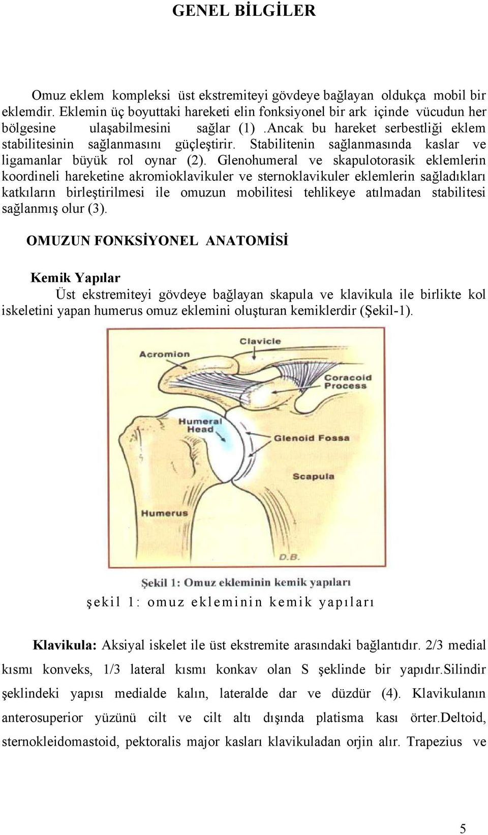 Stabilitenin sağlanmasında kaslar ve ligamanlar büyük rol oynar ().