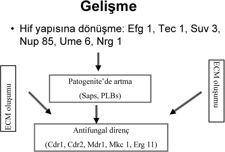 Patogenite de artma (Saps, PLBs) Antifungal