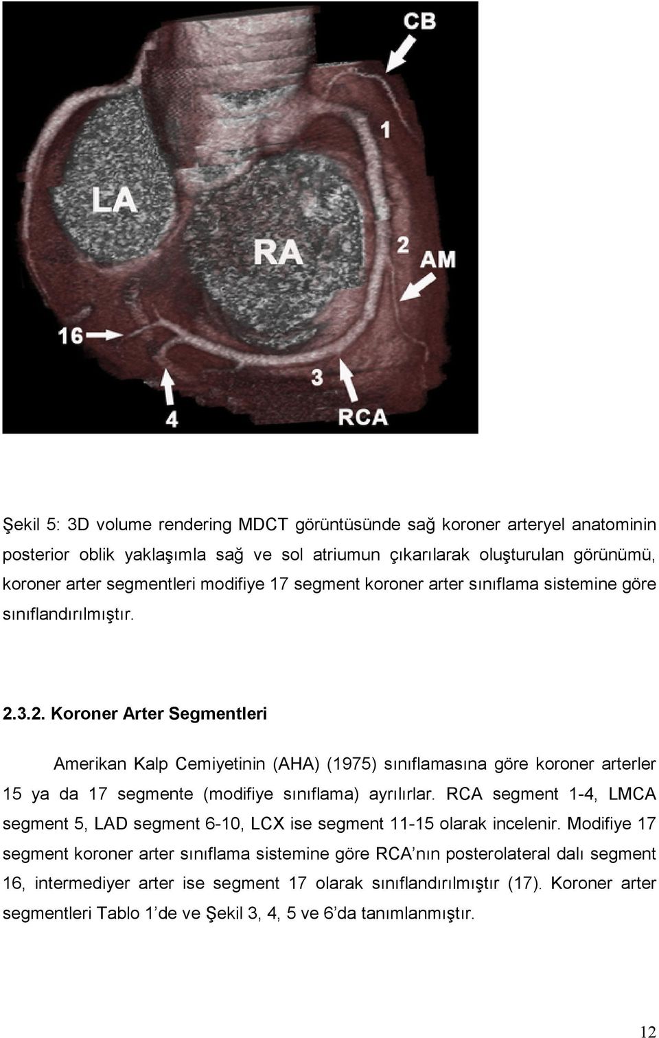 3.2. Koroner Arter Segmentleri Amerikan Kalp Cemiyetinin (AHA) (1975) sınıflamasına göre koroner arterler 15 ya da 17 segmente (modifiye sınıflama) ayrılırlar.