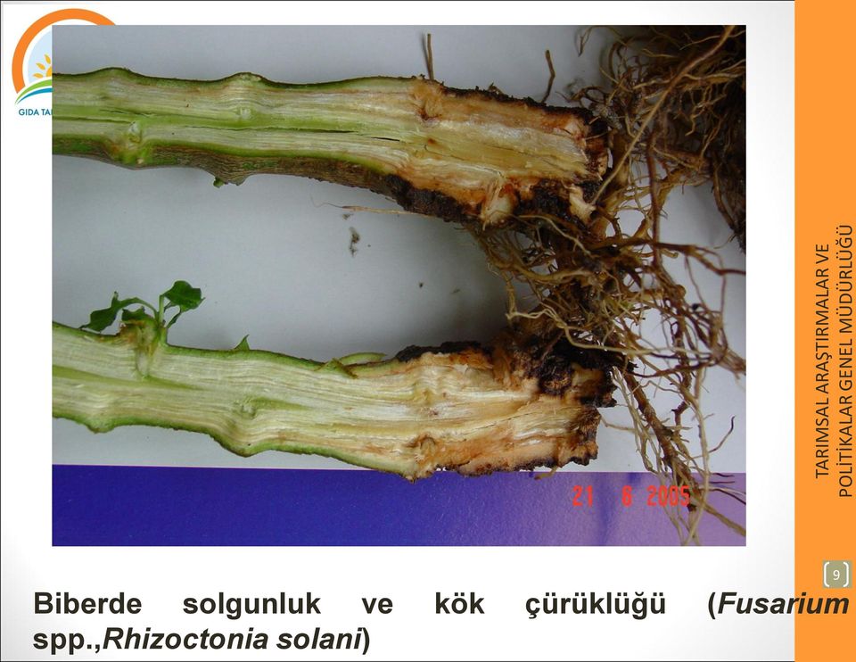 (Fusarium spp.