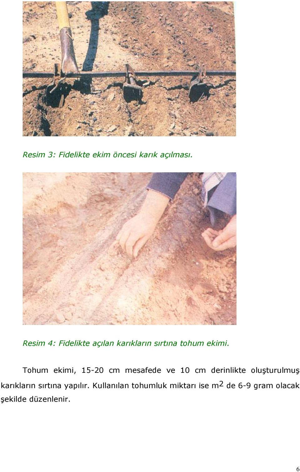 Tohum ekimi, 15-20 cm mesafede ve 10 cm derinlikte oluşturulmuş