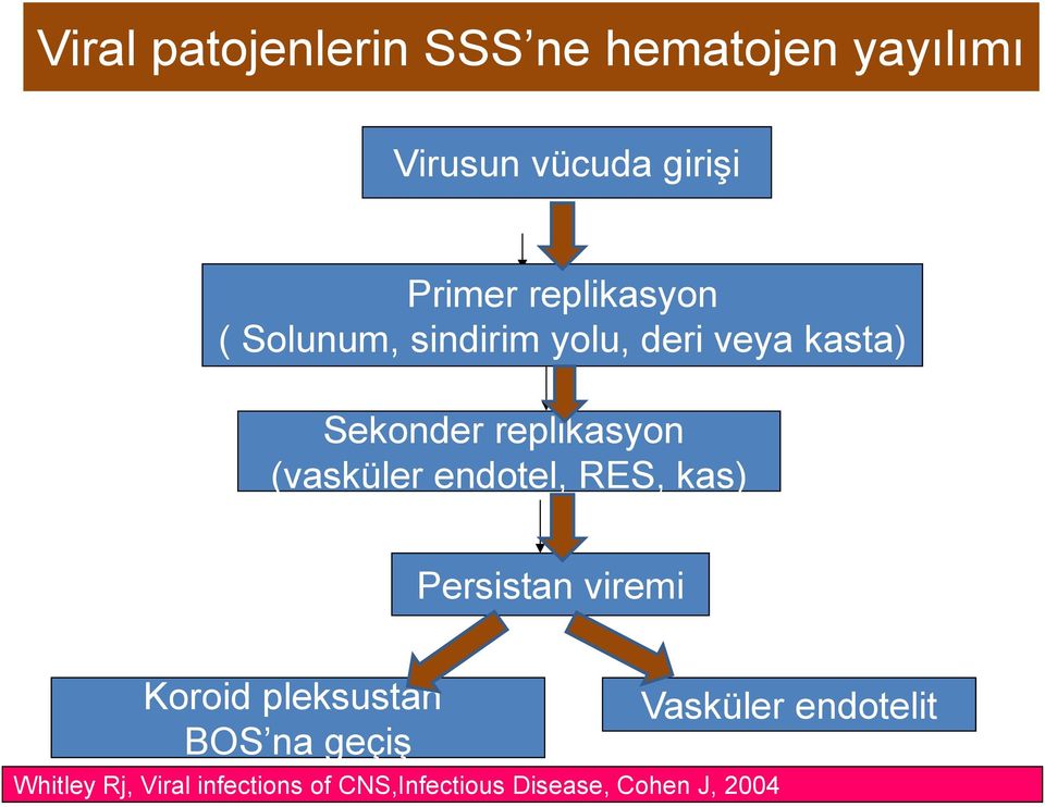 (vasküler endotel, RES, kas) Persistan viremi Koroid pleksustan BOS na geçiş