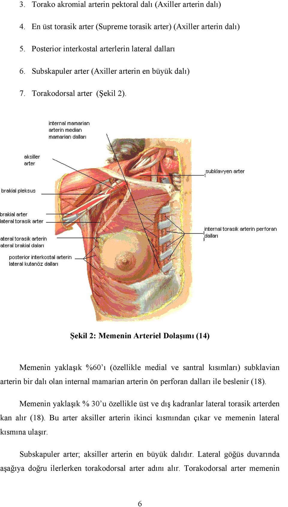 Şekil 2: Memenin Arteriel Dolaşımı (14) Memenin yaklaşık %60 ı (özellikle medial ve santral kısımları) subklavian arterin bir dalı olan internal mamarian arterin ön perforan dalları ile beslenir (18).