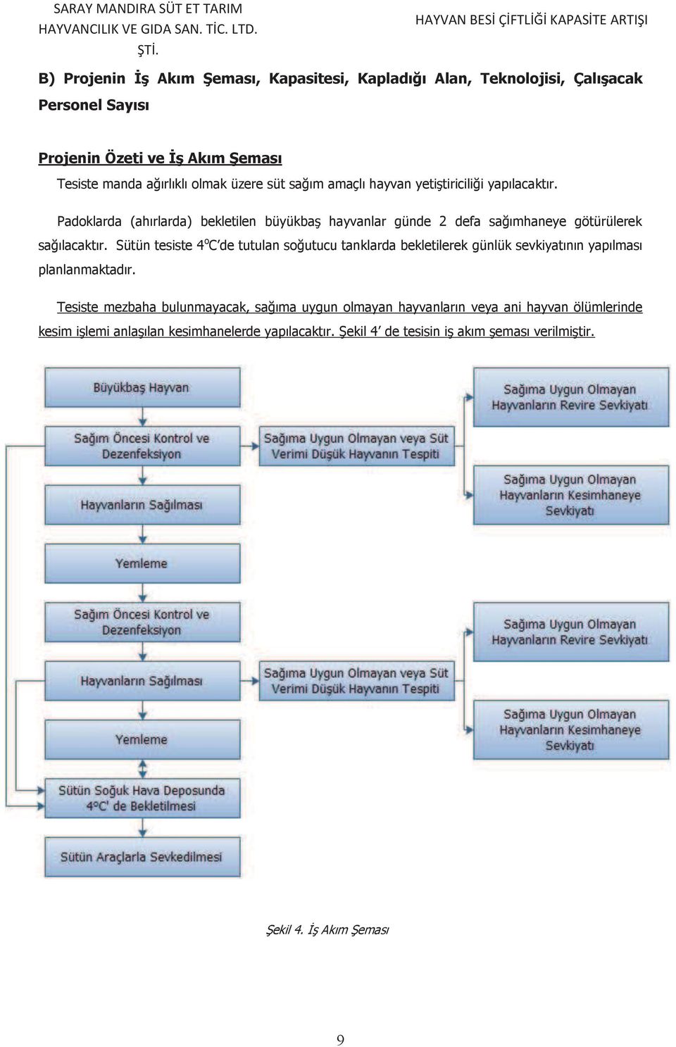 Padoklarda (ahırlarda) bekletilen büyükbaş hayvanlar günde 2 defa sağımhaneye götürülerek sağılacaktır.