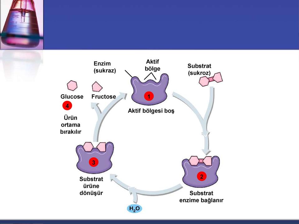 bırakılır Fructose 1 Aktif bölgesi boş