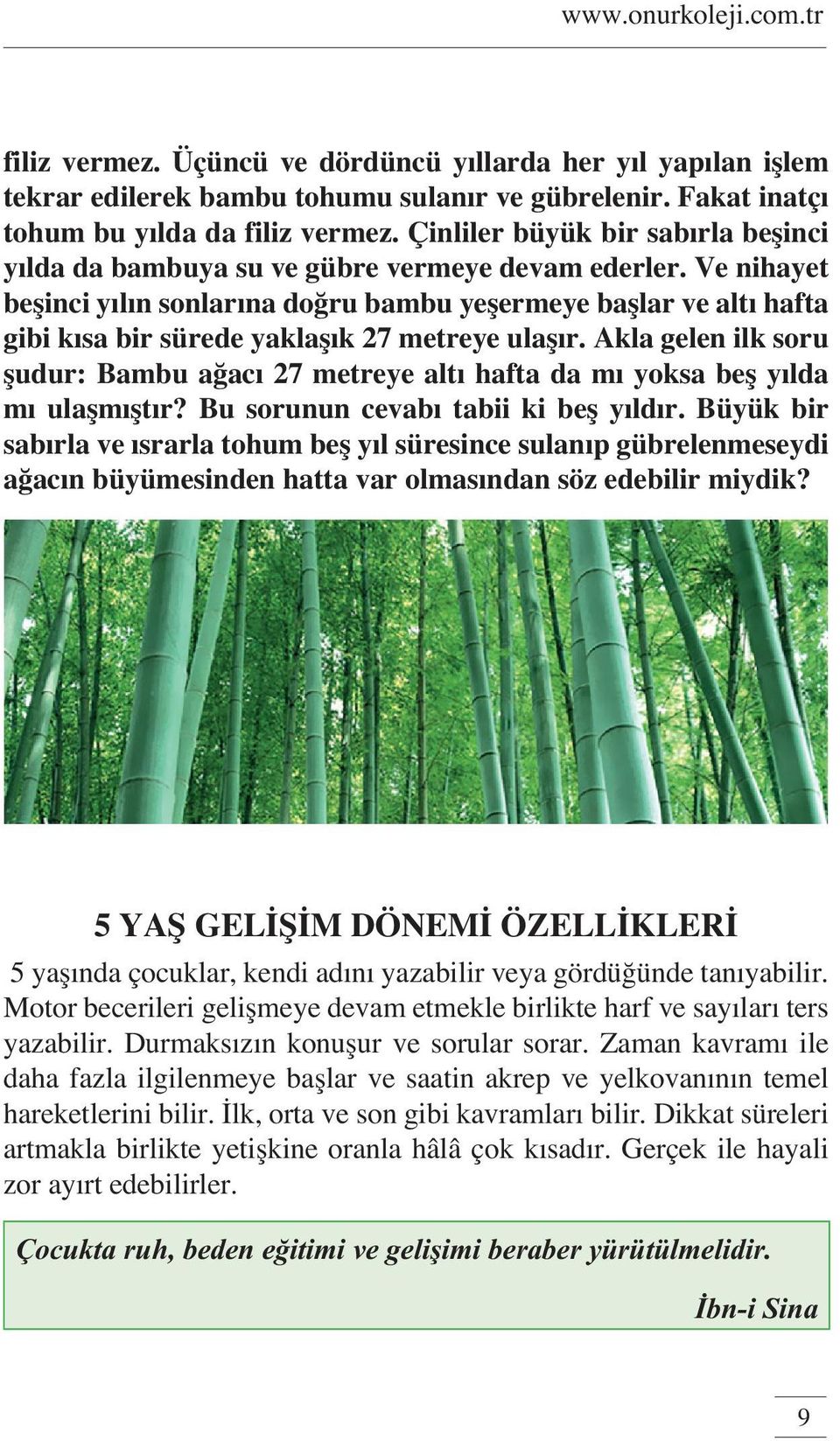 Ve nihayet beşinci yılın sonlarına doğru bambu yeşermeye başlar ve altı hafta gibi kısa bir sürede yaklaşık 27 metreye ulaşır.