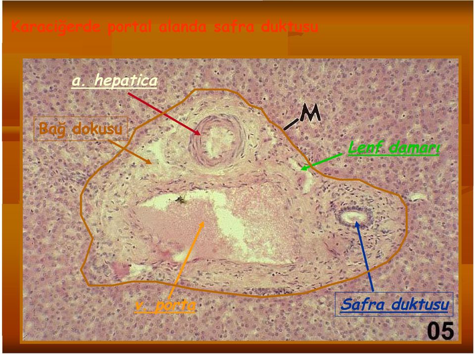 hepatica Bağ dokusu Lenf