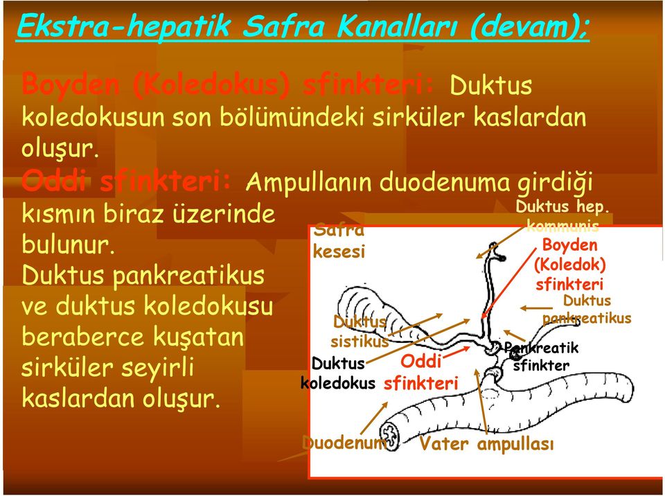 Duktus pankreatikus ve duktus koledokusu beraberce kuşatan sirküler seyirli kaslardan oluşur.