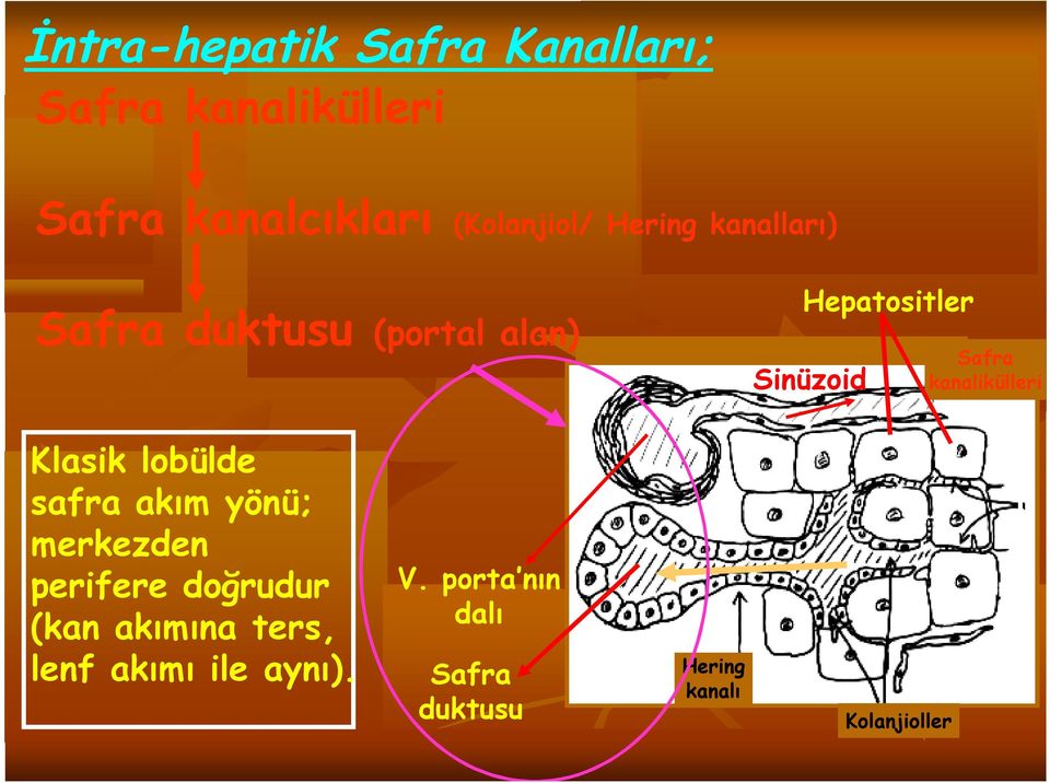 kanalikülleri Klasik lobülde safra akım yönü; merkezden perifere doğrudur (kan