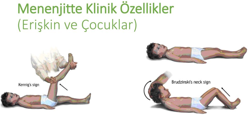 Özellikler