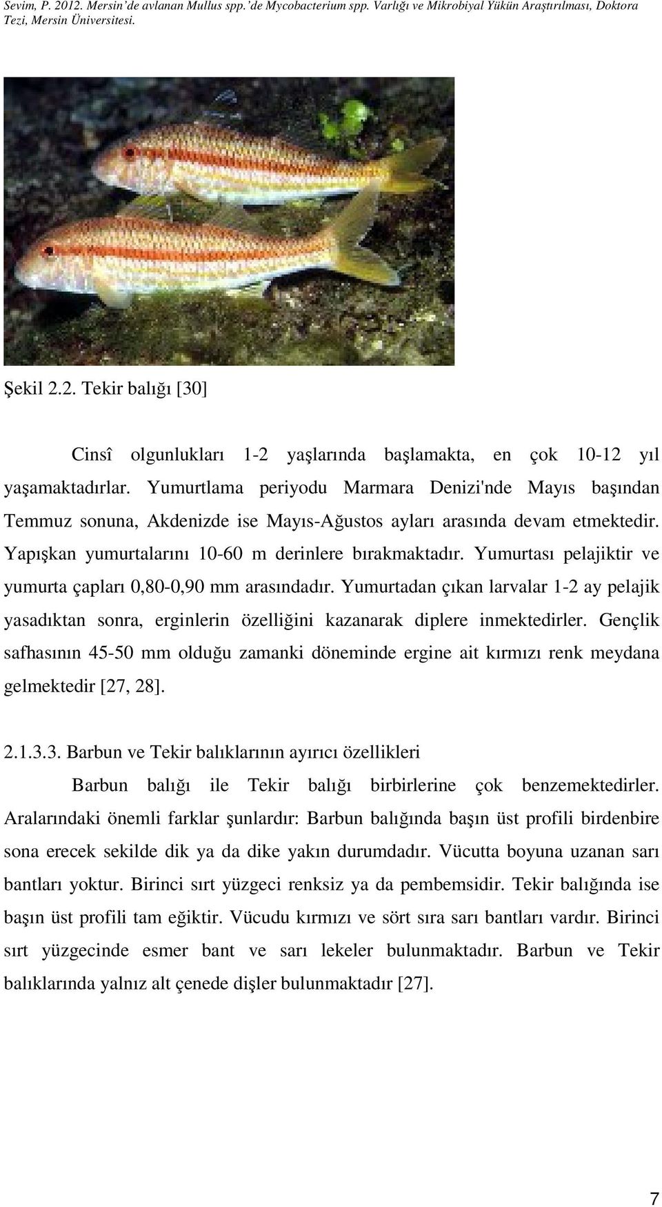 Yumurtası pelajiktir ve yumurta çapları 0,80-0,90 mm arasındadır. Yumurtadan çıkan larvalar 1-2 ay pelajik yasadıktan sonra, erginlerin özelliğini kazanarak diplere inmektedirler.