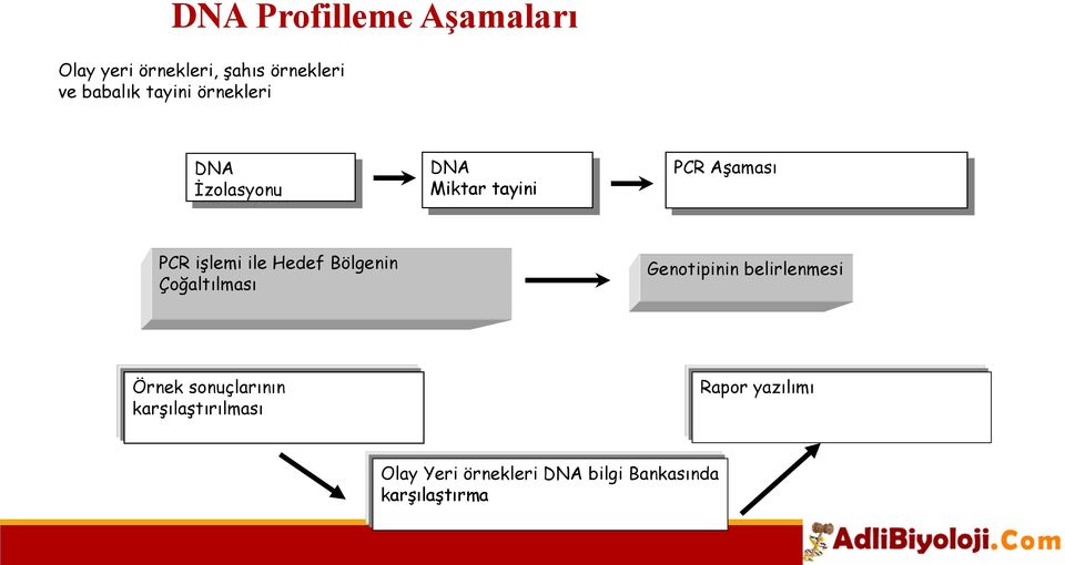 Hedef Bölgenin Çoğaltılması Genotipinin belirlenmesi Örnek sonuçlarının