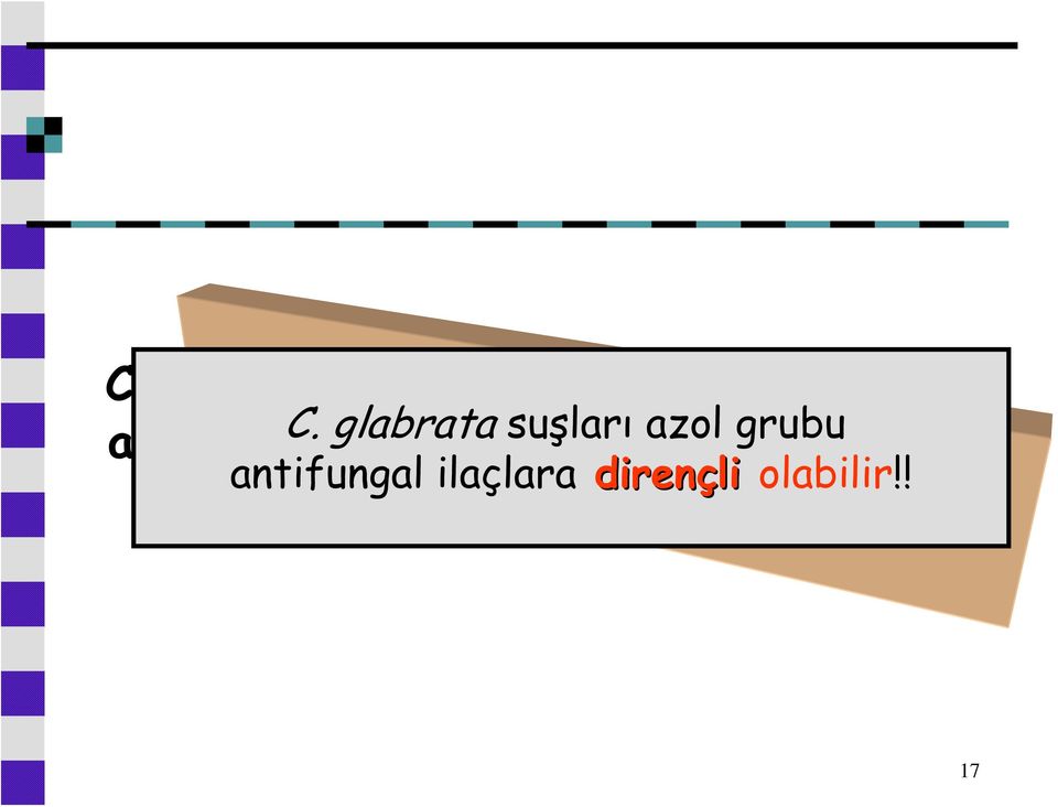 beyaz, glabrata düzgün suşları azol