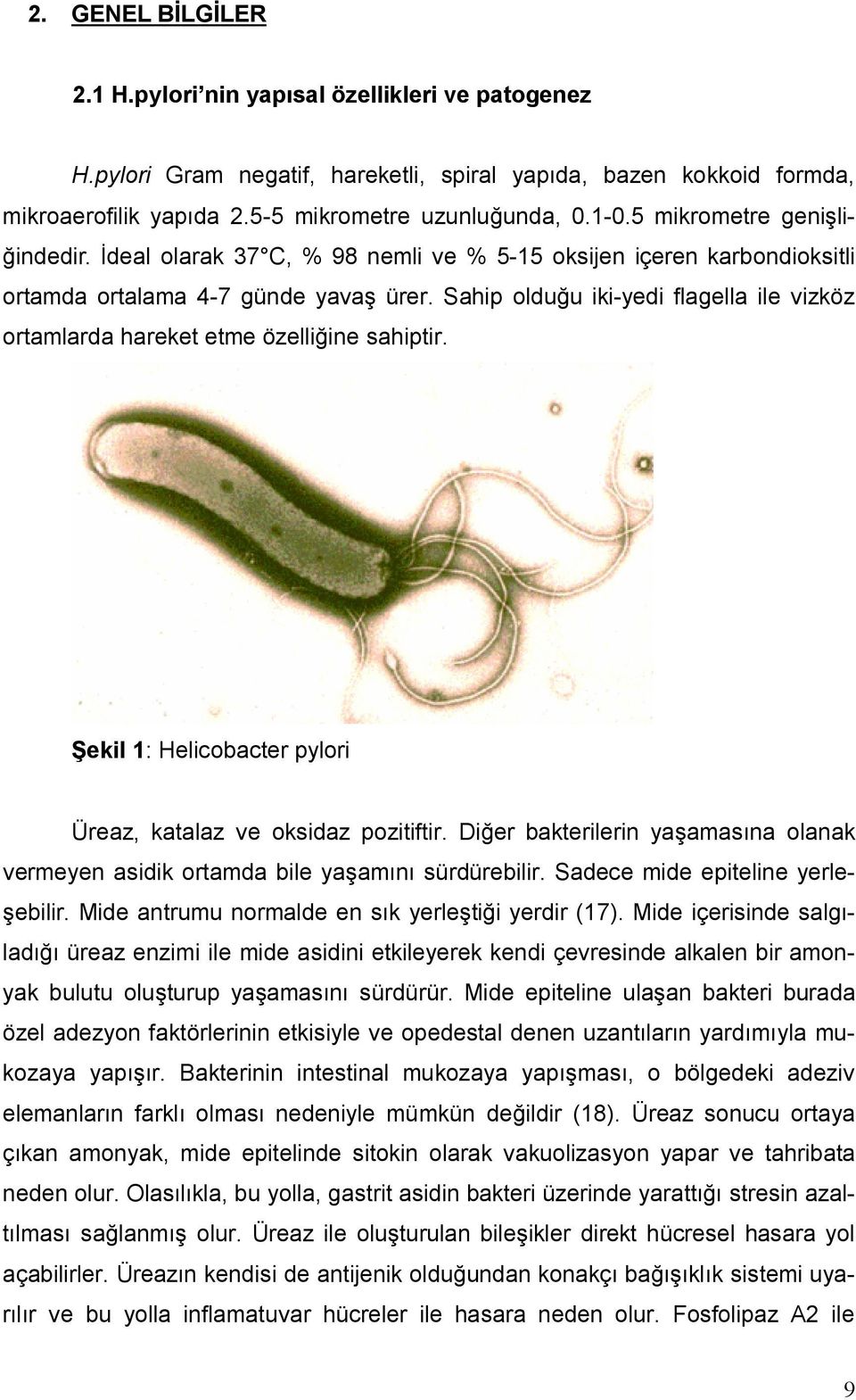 Sahip olduğu iki-yedi flagella ile vizköz ortamlarda hareket etme özelliğine sahiptir. Şekil 1: Helicobacter pylori Üreaz, katalaz ve oksidaz pozitiftir.