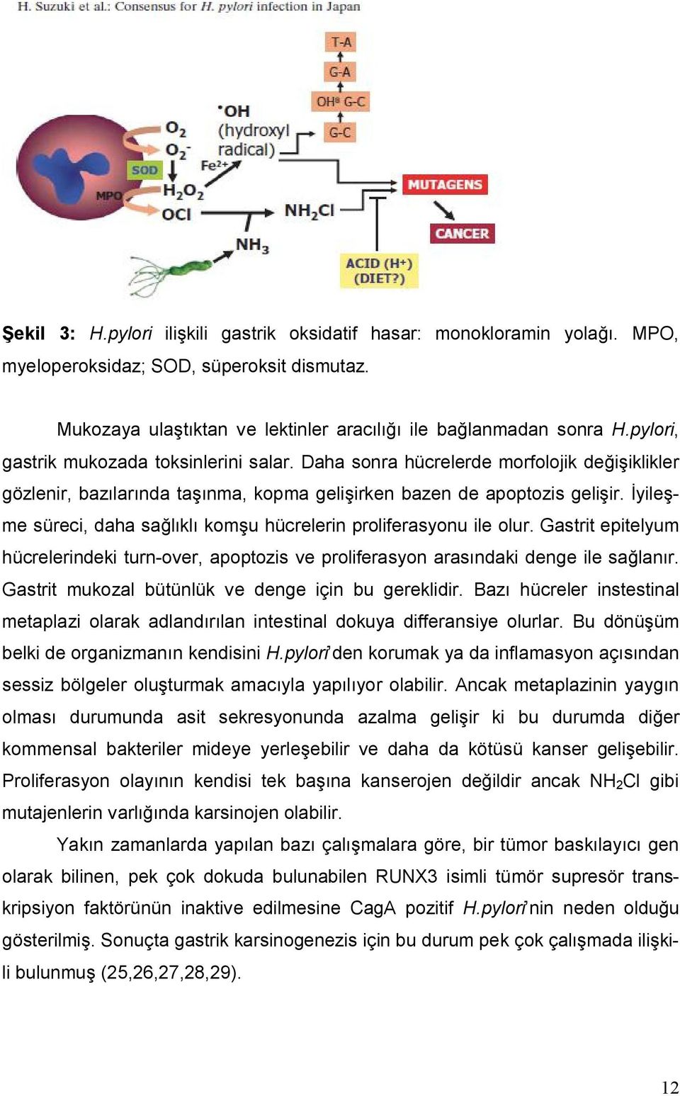 İyileşme süreci, daha sağlıklı komşu hücrelerin proliferasyonu ile olur. Gastrit epitelyum hücrelerindeki turn-over, apoptozis ve proliferasyon arasındaki denge ile sağlanır.