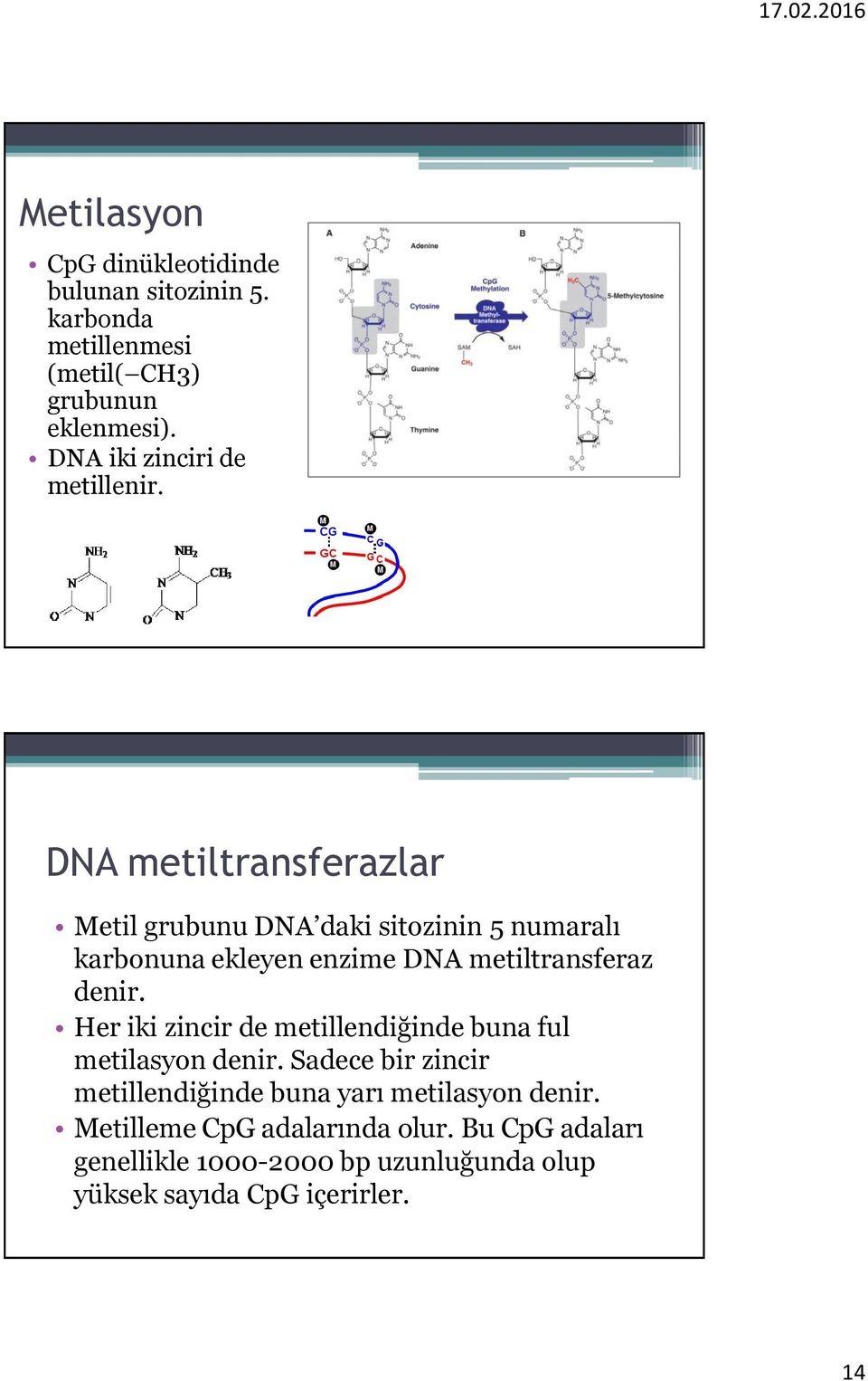 DNA metiltransferazlar Metil grubunu DNA daki sitozinin 5 numaralı karbonuna ekleyen enzime DNA metiltransferaz denir.
