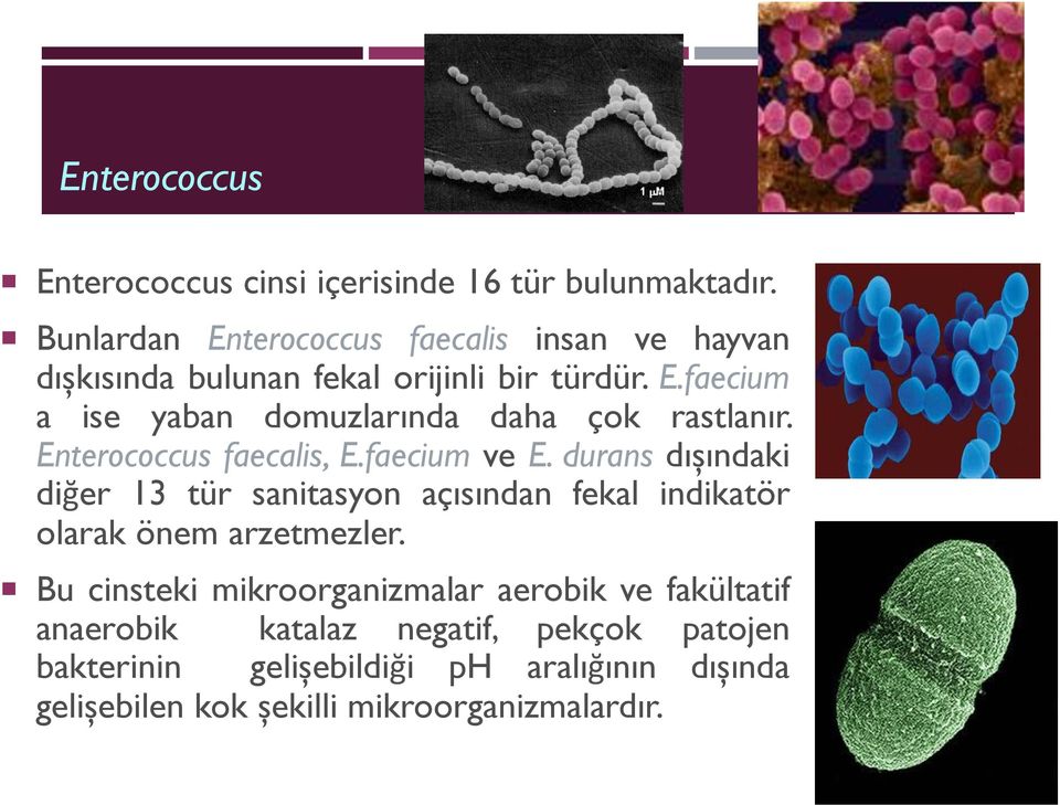 Enterococcus faecalis, E.faecium ve E. durans dışındaki diğer 13 tür sanitasyon açısından fekal indikatör olarak önem arzetmezler.