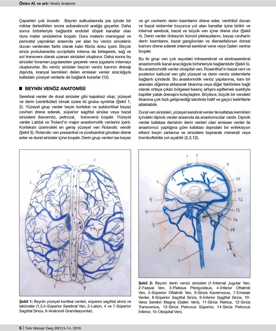 Dura materin meningeal ve periostal yaprakları arasında yer alan bu venöz sinüslerin duvarı venlerden farklı olarak kalın fibröz doku içerir.