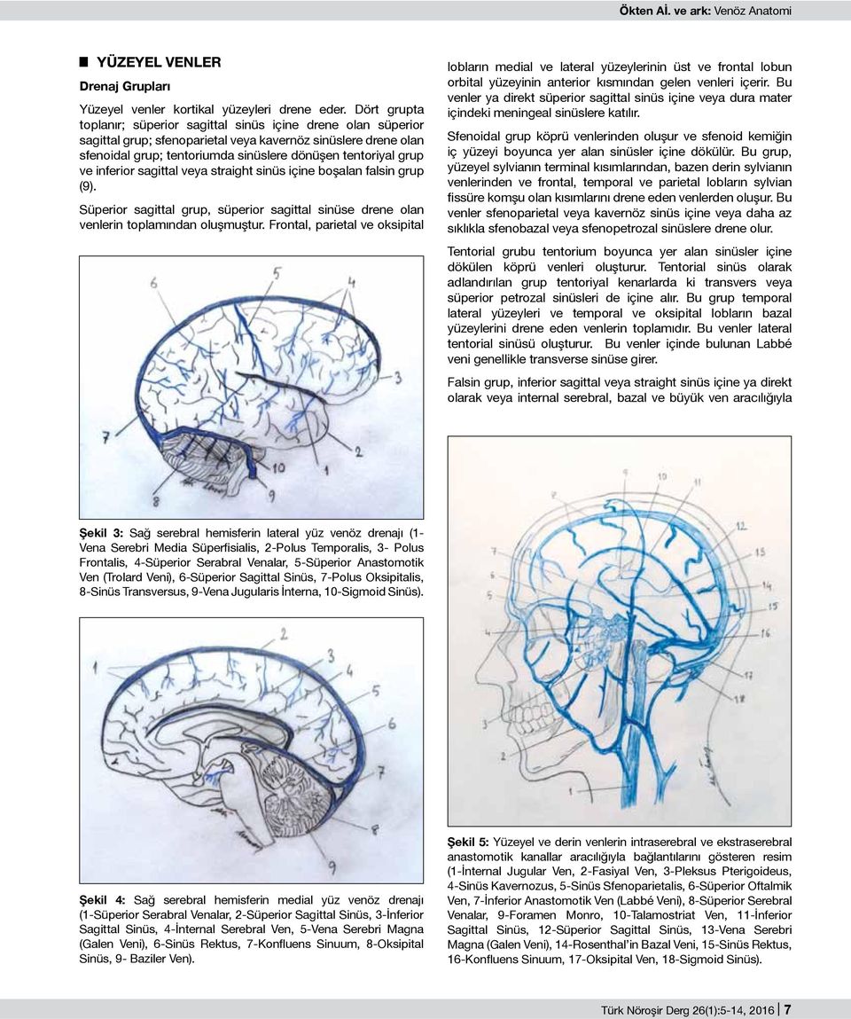 ve inferior sagittal veya straight sinüs içine boşalan falsin grup (9). Süperior sagittal grup, süperior sagittal sinüse drene olan venlerin toplamından oluşmuştur.