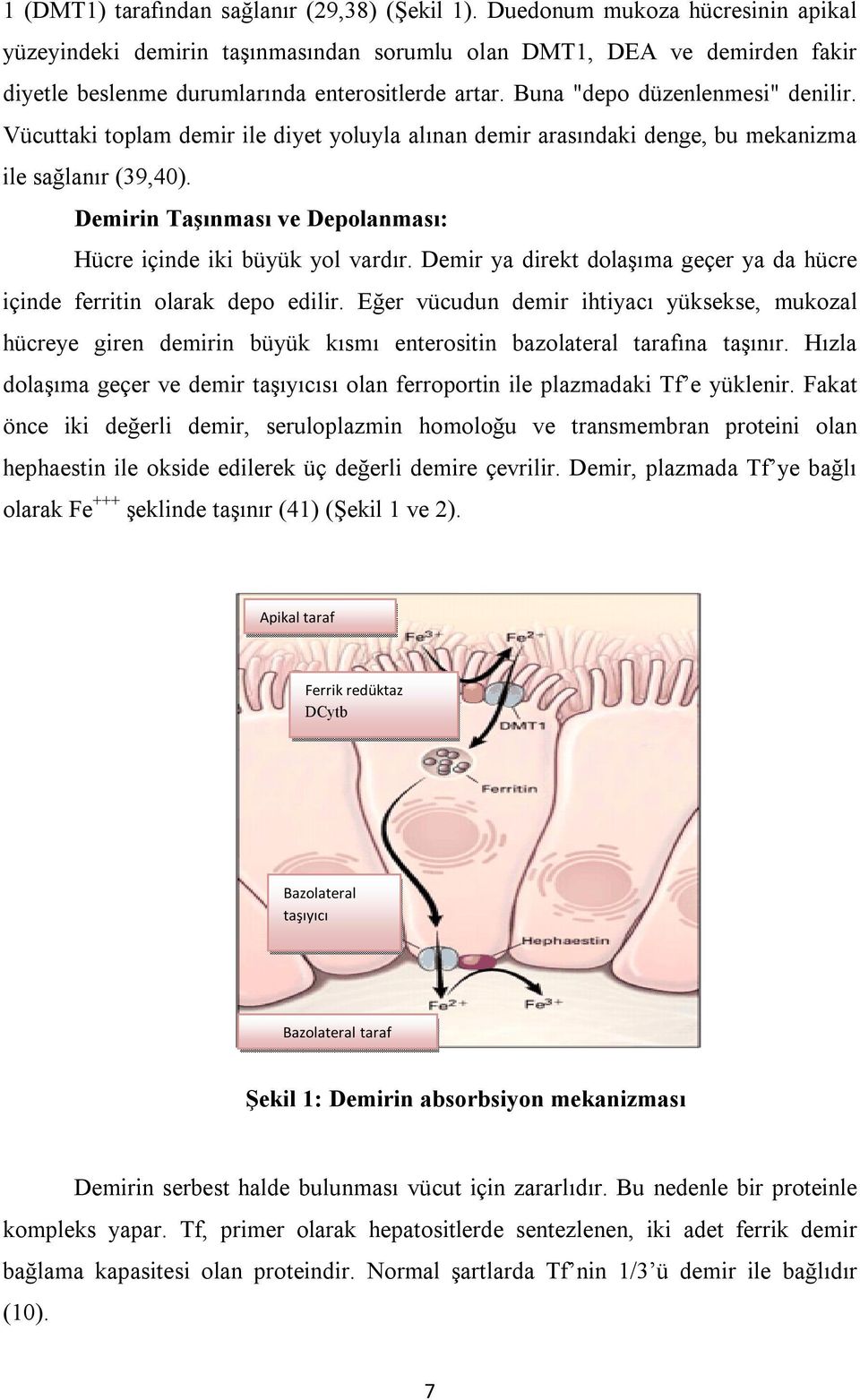 Vücuttaki toplam demir ile diyet yoluyla alınan demir arasındaki denge, bu mekanizma ile sağlanır (39,40). Demirin Taşınması ve Depolanması: Hücre içinde iki büyük yol vardır.