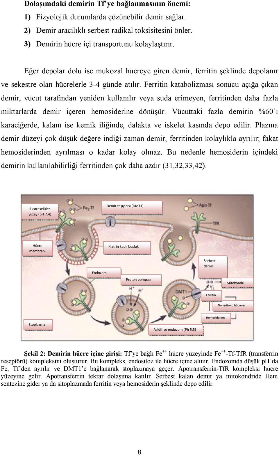 Ferritin katabolizması sonucu açığa çıkan demir, vücut tarafından yeniden kullanılır veya suda erimeyen, ferritinden daha fazla miktarlarda demir içeren hemosiderine dönüşür.