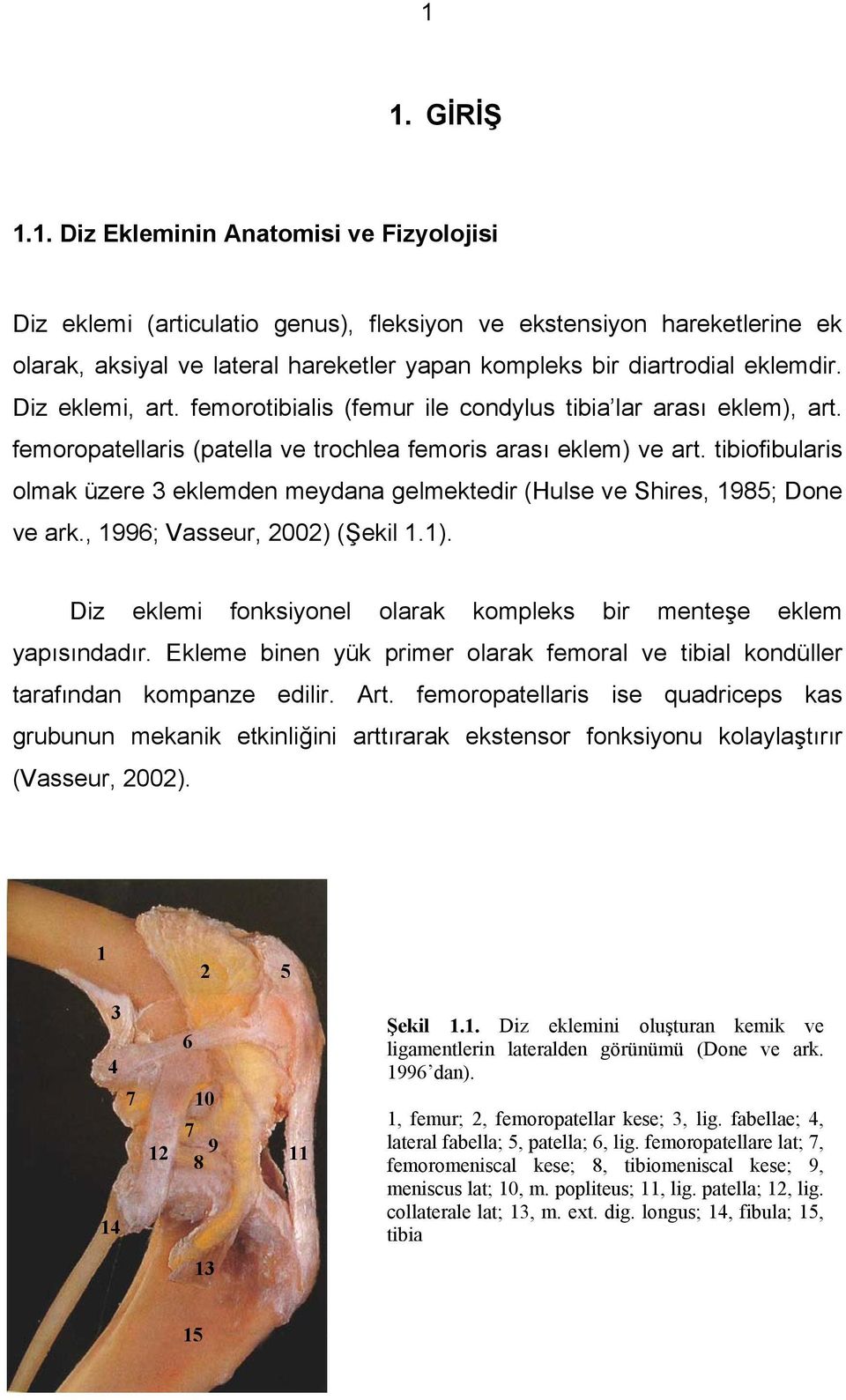 tibiofibularis olmak üzere 3 eklemden meydana gelmektedir (Hulse ve Shires, 1985; Done ve ark., 1996; Vasseur, 2002) (Şekil 1.1). Diz eklemi fonksiyonel olarak kompleks bir menteşe eklem yapısındadır.