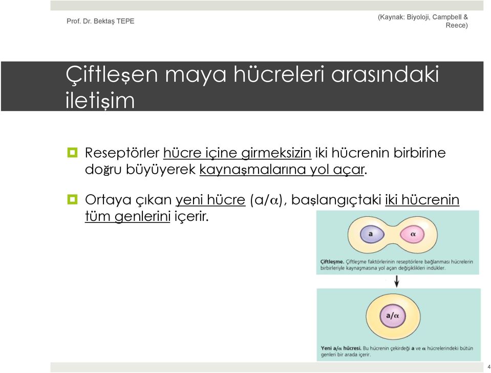 büyüyerek kaynaşmalarına yol açar.