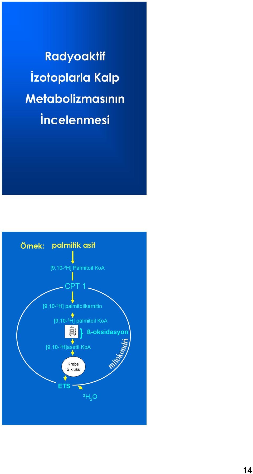 [9,10-3 H] palmitoilkarnitin [9,10-3 H] palmitoil KoA