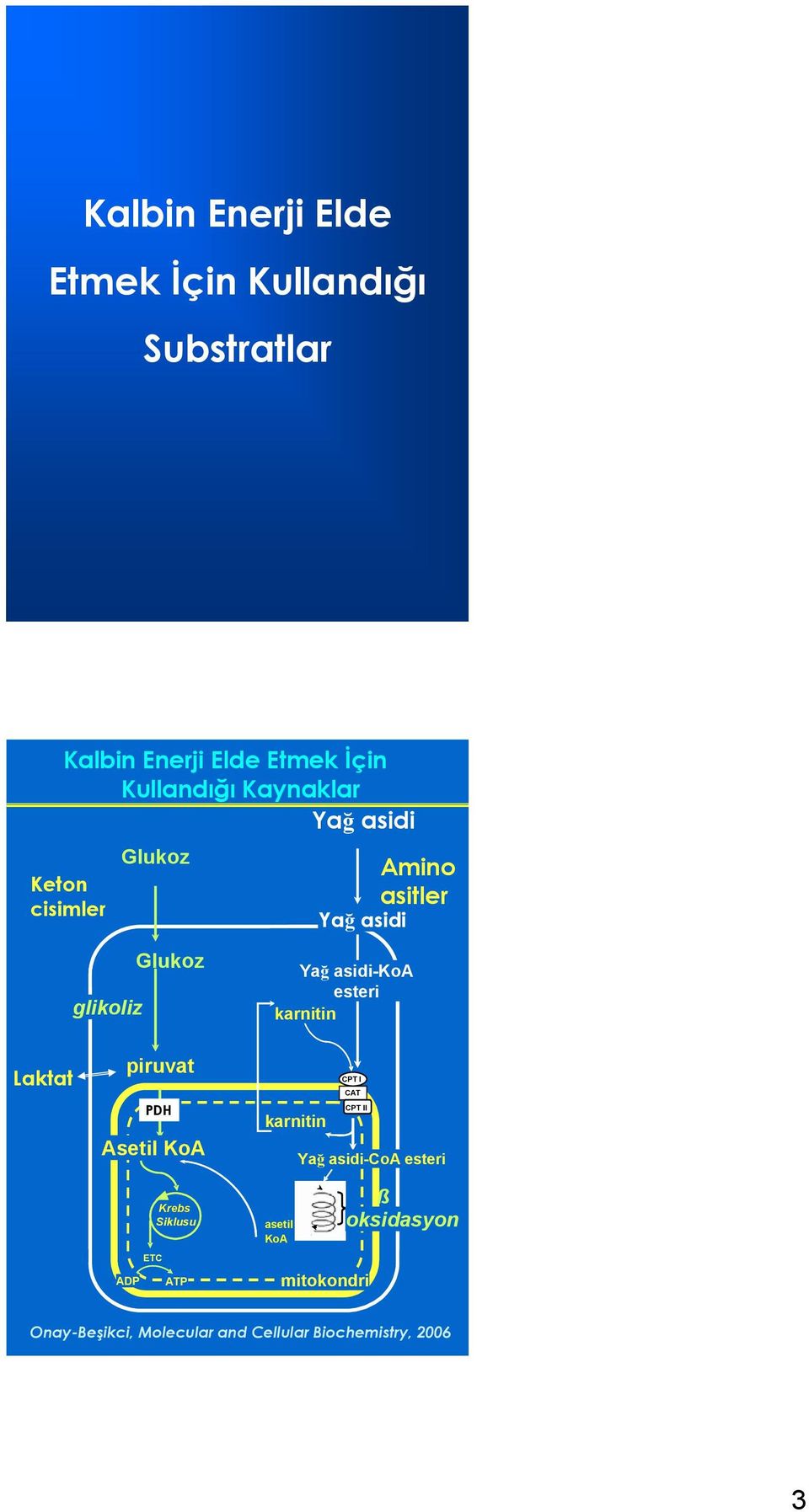 esteri karnitin Laktat piruvat ADP PDH Asetil KoA Krebs Siklusu ETC ATP karnitin asetil KoA CPT I