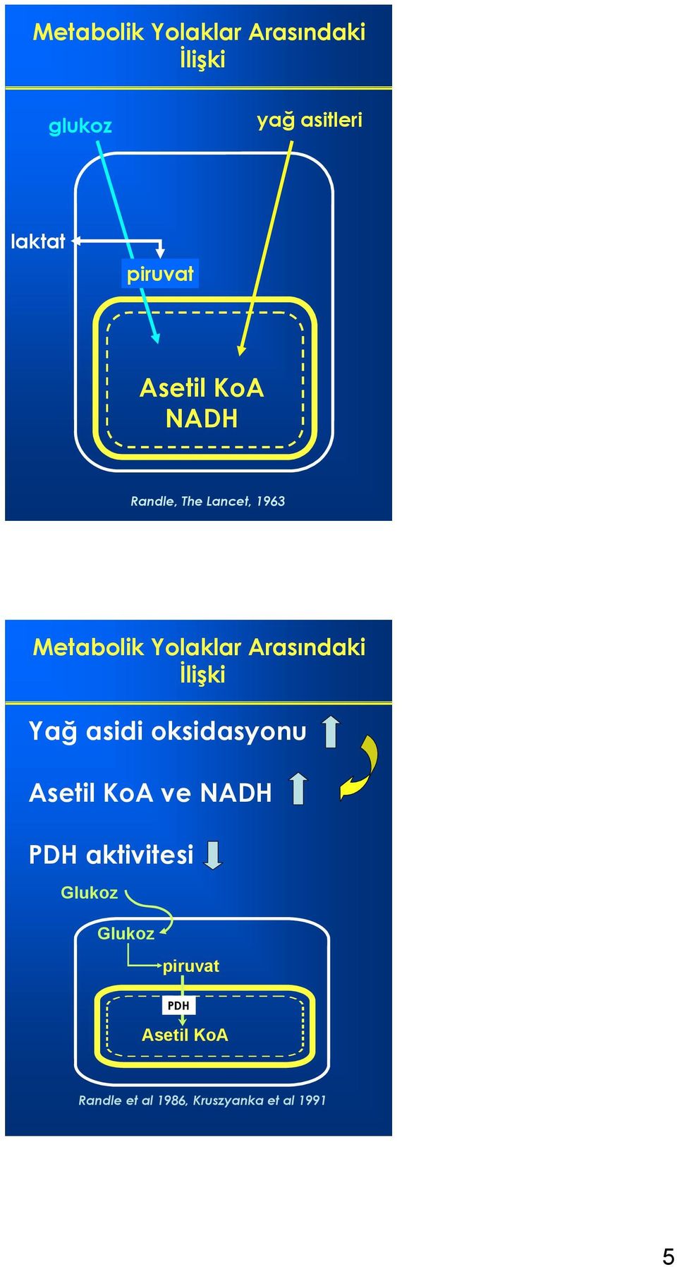 İlişki Yağ asidi oksidasyonu Asetil KoA ve NADH PDH aktivitesi Glukoz
