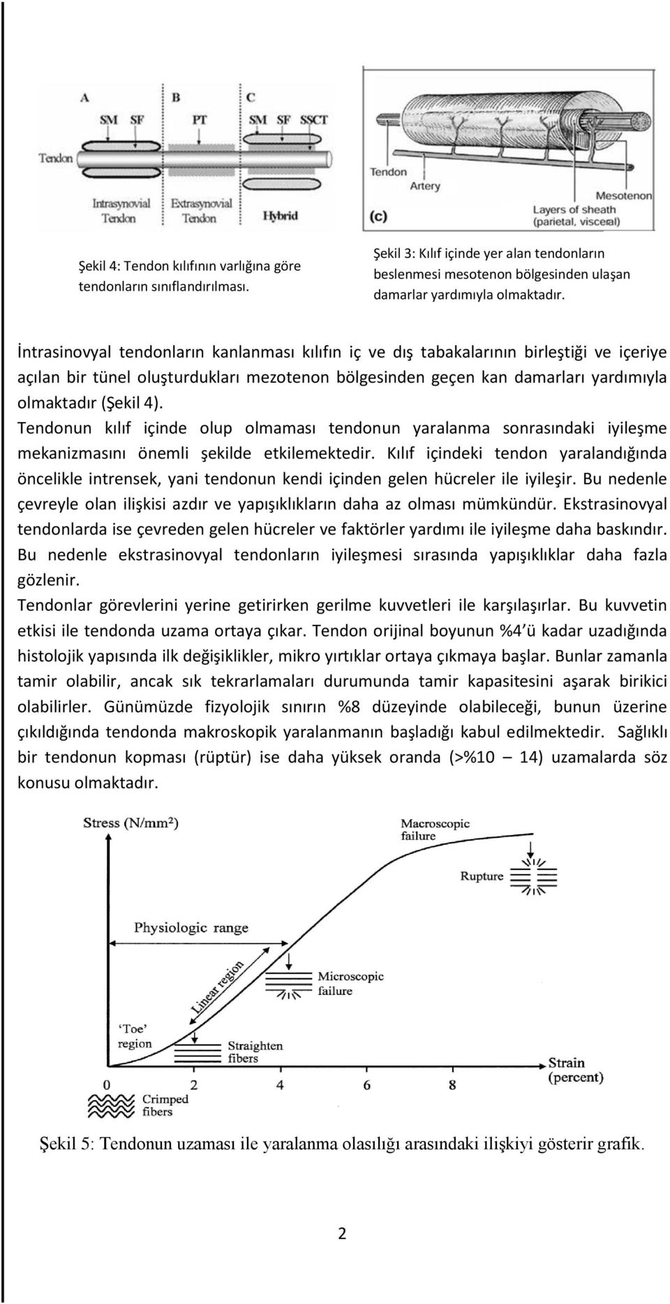 Tendonun kılıf içinde olup olmaması tendonun yaralanma sonrasındaki iyileşme mekanizmasını önemli şekilde etkilemektedir.