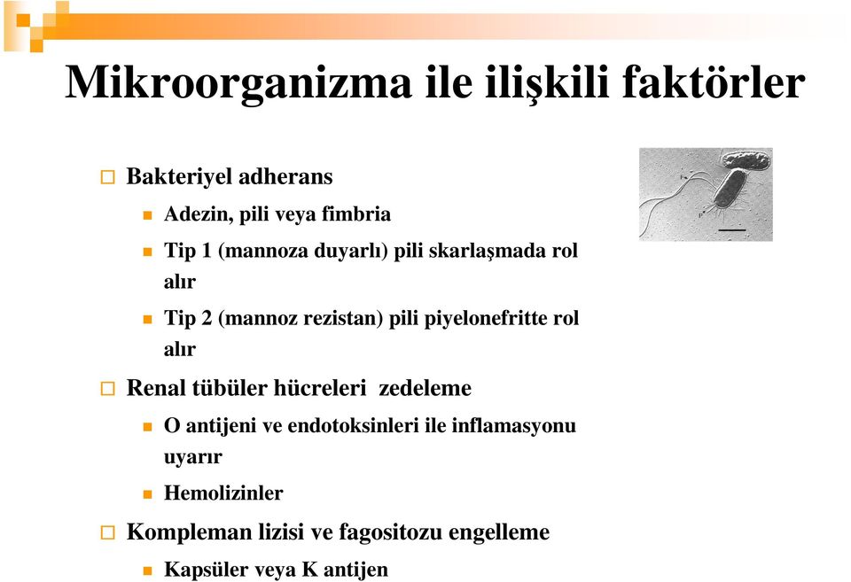 piyelonefritte rol alır Renal tübüler hücreleri zedeleme O antijeni ve endotoksinleri